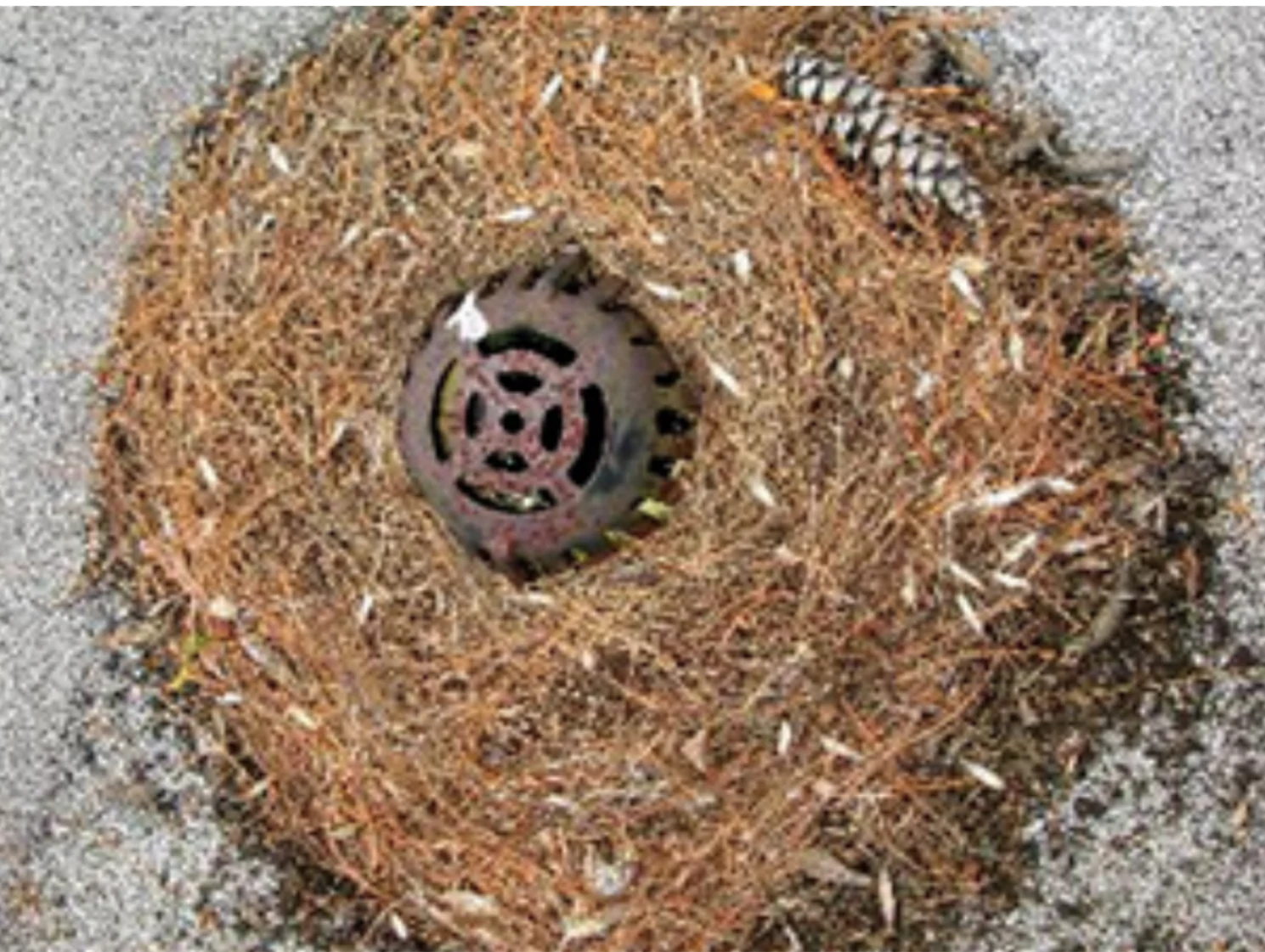 organic debris at a drain location.